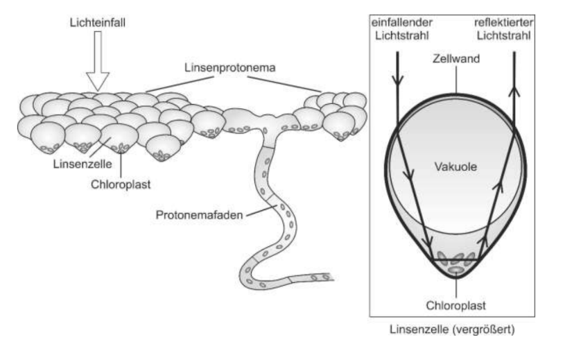 Schema einer Moos-Linsenzelle mit Chloroplasten, Protonemafaden und Lichtreflexion an der Zellwand.